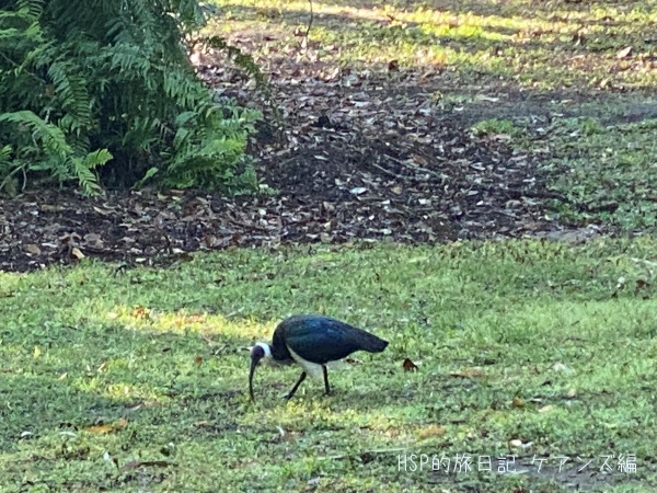 ボタニックガーデンにいた鳥