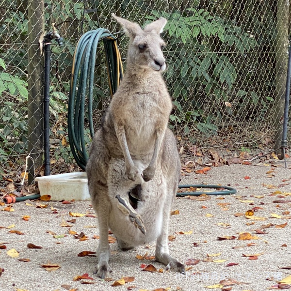 お母さんカンガルー