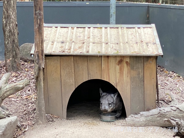 ウォンバットの小屋