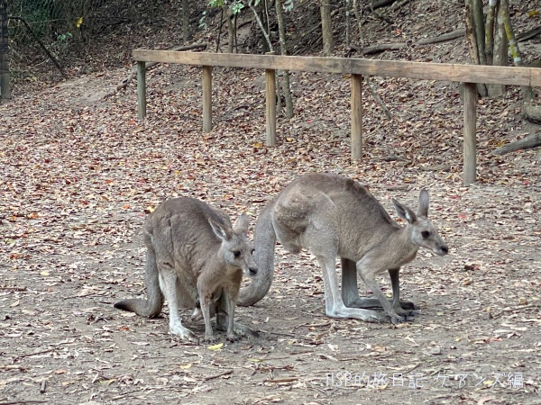 カンガルー