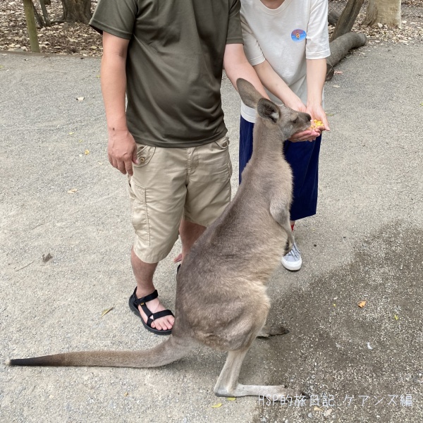 カンガルーの餌やり体験