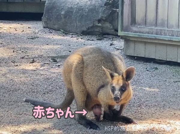 おなかの袋に赤ちゃんがいるワラビー