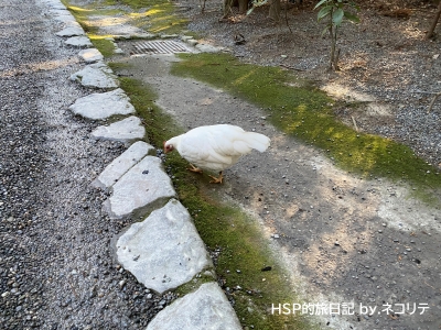 伊勢神宮の外宮の神鶏