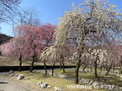 いなべ市梅林公園