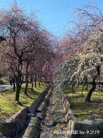 いなべ市梅林公園