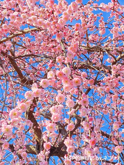 いなべ市梅林公園