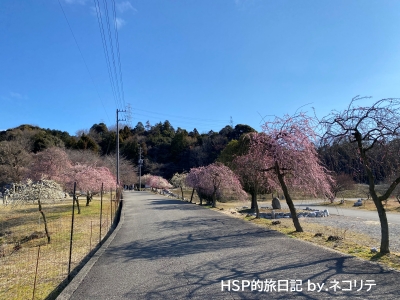 いなべ市梅林公園