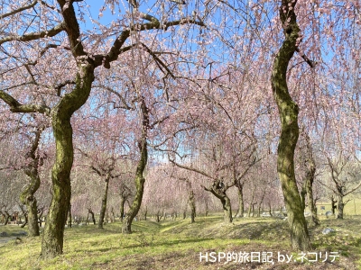 いなべ市梅林公園