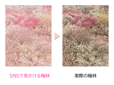 いなべ市梅林公園